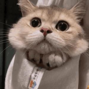 阴茎进阴道视频
